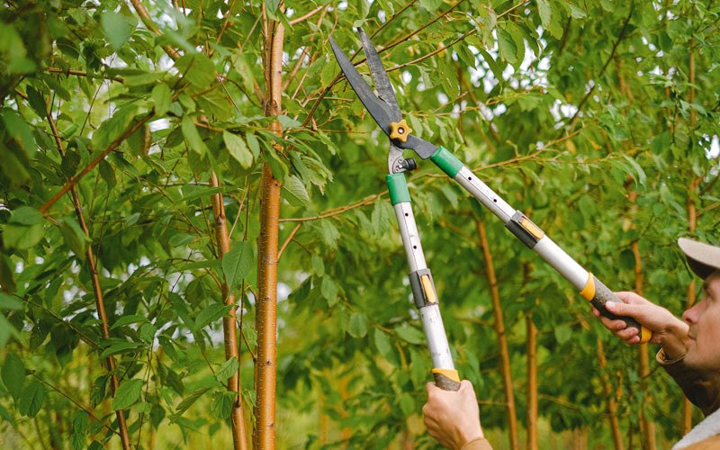 Tree trimming in Onarga, IL